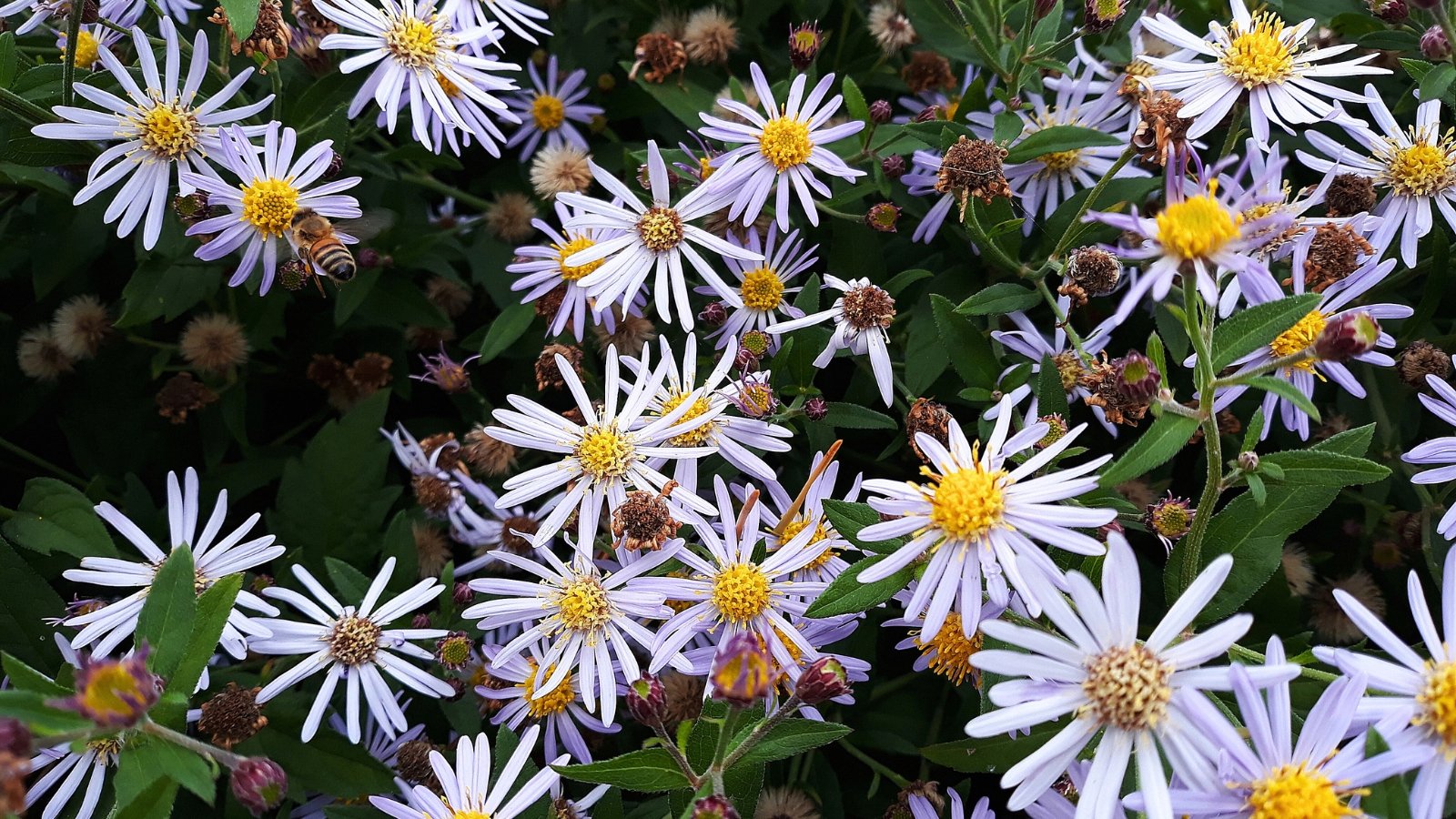 Close-up of flowering Symphyotrichum laeve blooms. Smooth Blue Aster captivates with its profusion of small, daisy-like flowers atop slender, branching stems. Each flower features lavender-blue petals surrounding a yellow center. The lance-shaped leaves are smooth and slightly toothed, forming dense clumps that provide a lush backdrop to the colorful floral display.