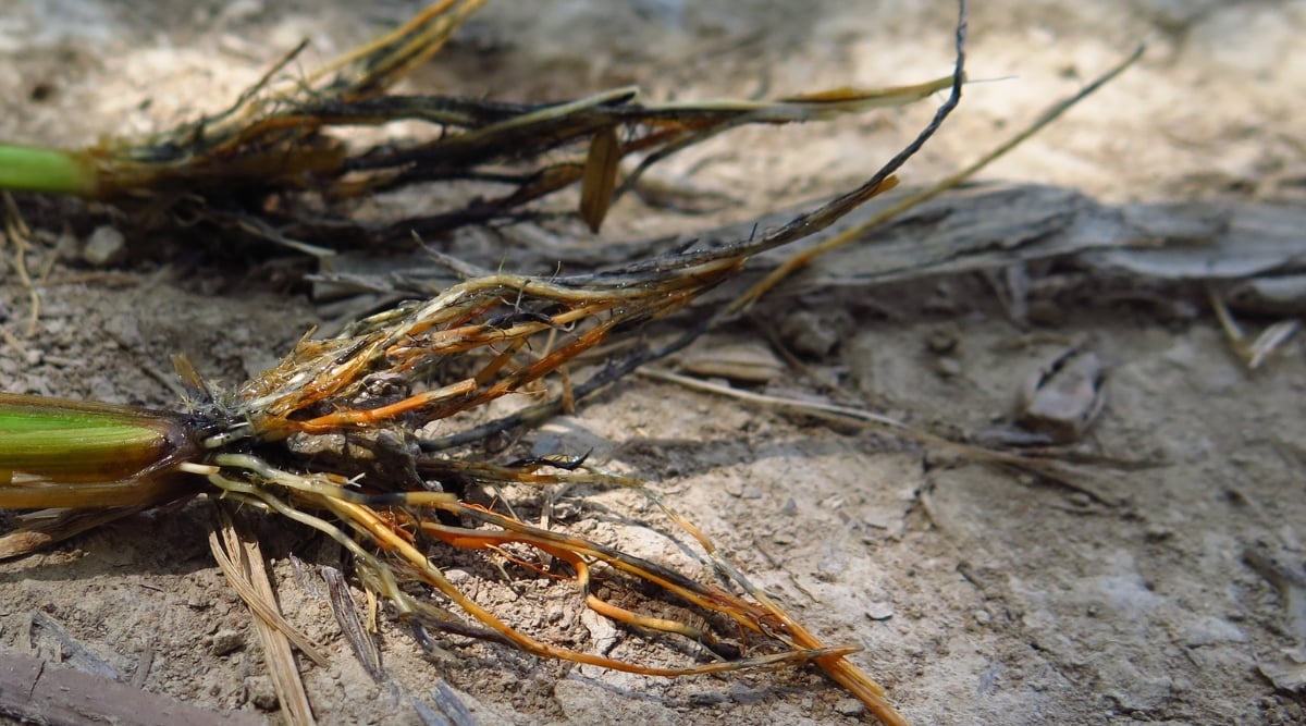 Two fallen little bluestem lie on the ground, its slender stems twisting and curling. The intricate network of their roots reveals the presence of root rots that have taken hold.
