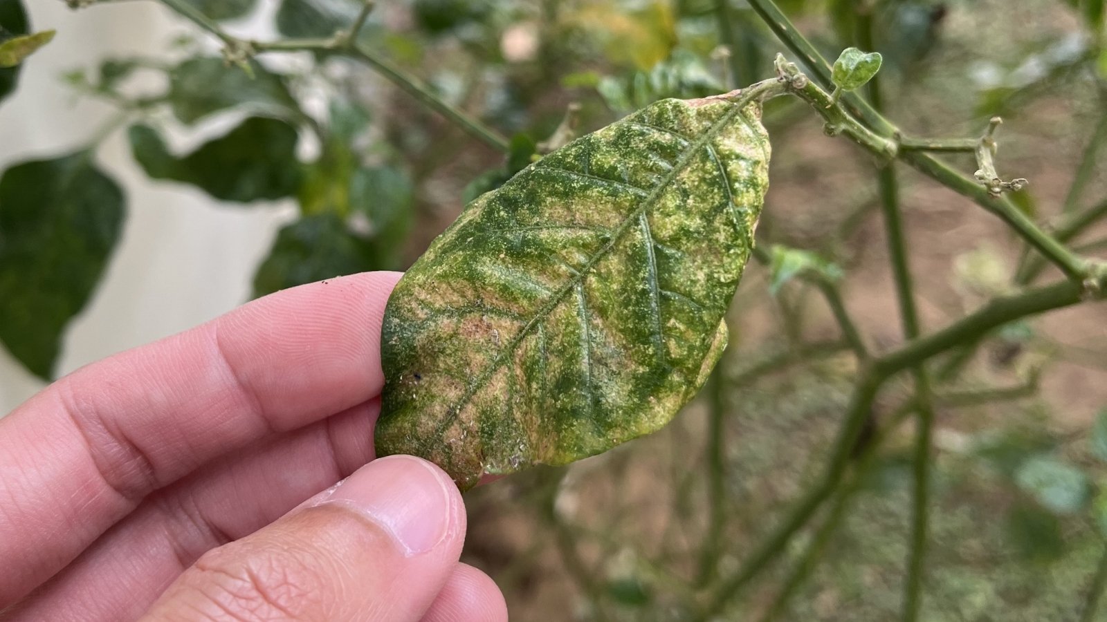 A hand holding a lime tree leaf afflicted with Phytophthora Root Rot, showing its characteristic discoloration and decay. In the background, weakened thin branches are visible, bearing evidence of leaf damage caused by the root rot. The overall scene depicts the detrimental impact of Phytophthora infection on the plant's health.