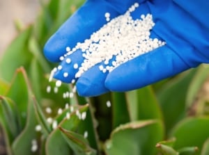 Close-up of a gardener's hand in a blue glove pouring synthetic fertilizers onto a plant with large succulent green leaves in the garden. The plant forms a rosette of large, strong, vertical, succulent green leaves with reddish and pointed tips. Fertilizers are granular and white.