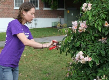 Taking rose cuttings