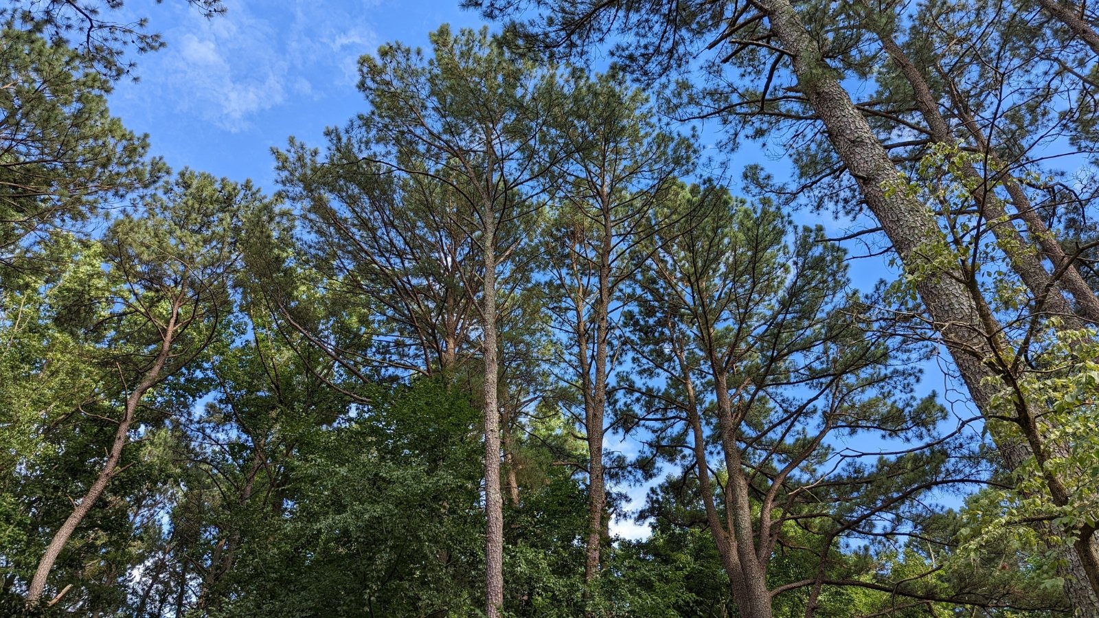 Slender Loblolly pines stand tall, reaching for the sky against a vibrant blue backdrop, their green foliage contrasting beautifully with the azure heavens.