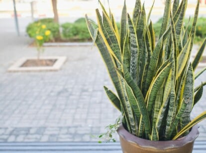 Tall Succulent Snake Plant in Container