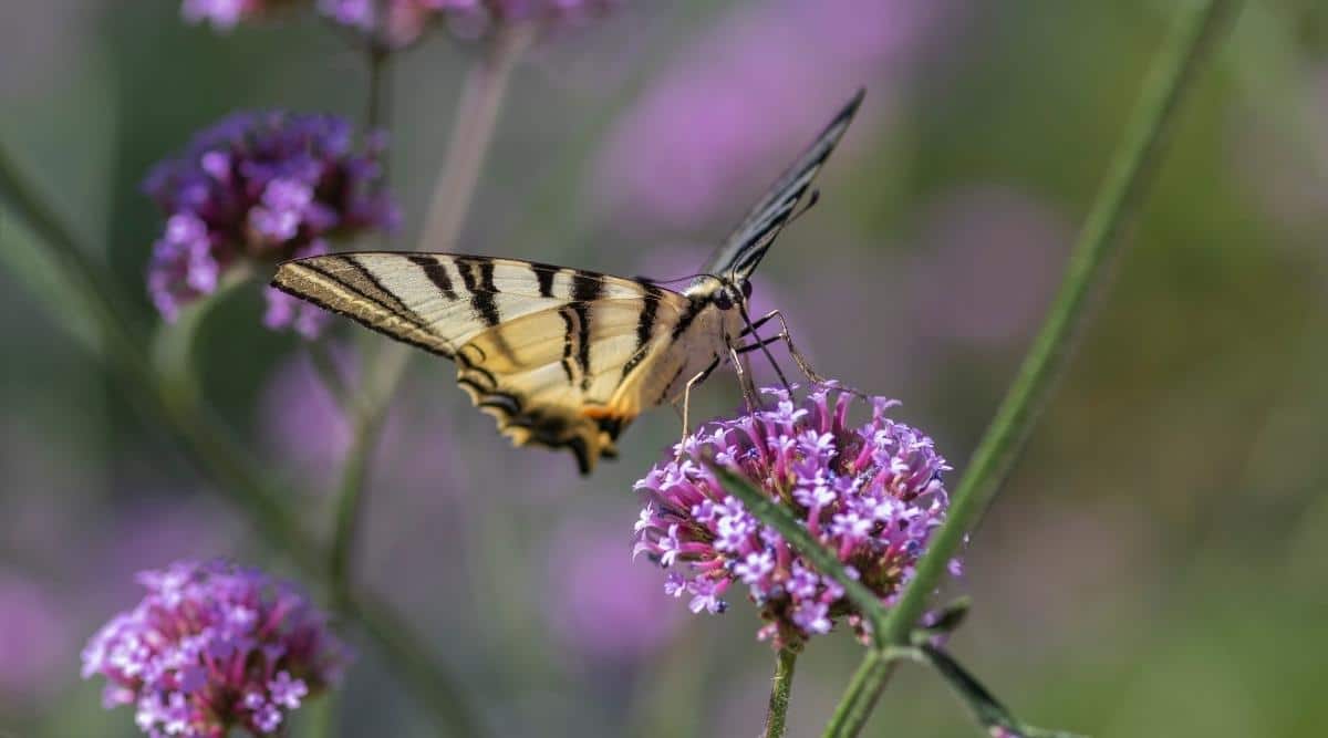 Tall Verbena