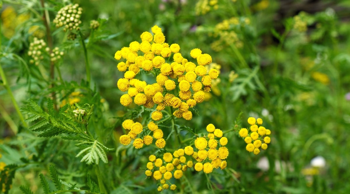 Close-up of flowering tansy in a green garden. Tansy is a flowering plant with small, yellow, button-like flowers that are collected in flat-topped inflorescences called umbels. The plant has fern-like leaves, deeply divided and serrated, dark green in color.