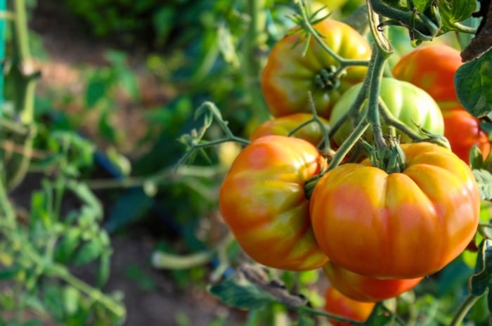 tastiest tomatoes. Close-up of a cluster of ripe 'Pineapple' tomatoes in a sunny garden against a blurred background. The tomatoes exhibit a vibrant yellow color with streaks and patches of red and orange. Each fruit is characterized by its smooth, slightly ribbed skin and hefty size, filled with juicy flesh.