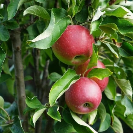 Tasty Red Fruit Snacks Apple Tree