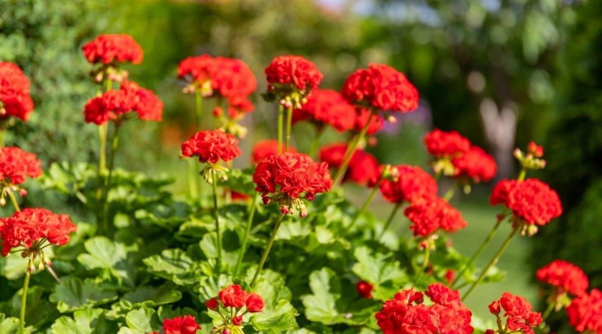 Tender Geraniums