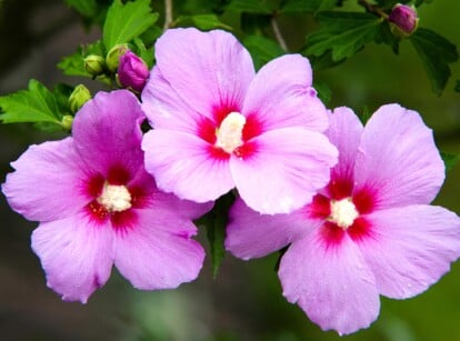 A trio of rose of Sharon blooms unfurls their delicate lavender and pearl pink petals in soft focus, their centers ablaze with vibrant crimson. The velvety textures stand out against the muted backdrop of blurred greenery, creating a striking contrast.