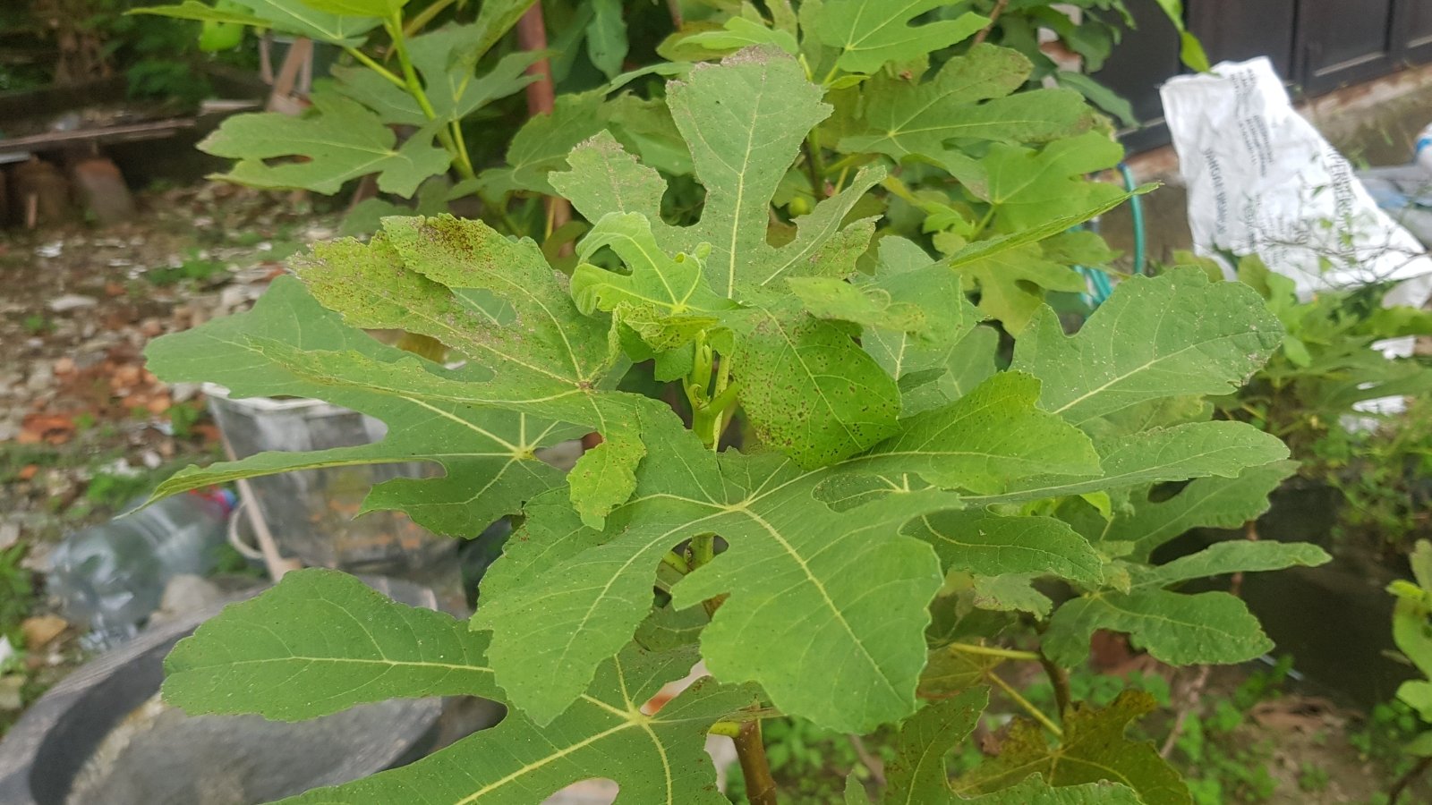 In a garden, a young fig sapling sprouts, its tender branches reaching for the sunlight. Its foliage boasts lush, lobed leaves, each vein a testament to its burgeoning growth and promise of future fruitfulness. 