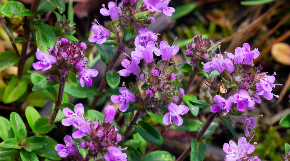 A close-up of plants showcasing delicate lilac-colored flowers, their petals unfurling in intricate patterns, creating a vibrant tapestry. The leaves, small and green, form a lush carpet, adding texture to the garden landscape.
