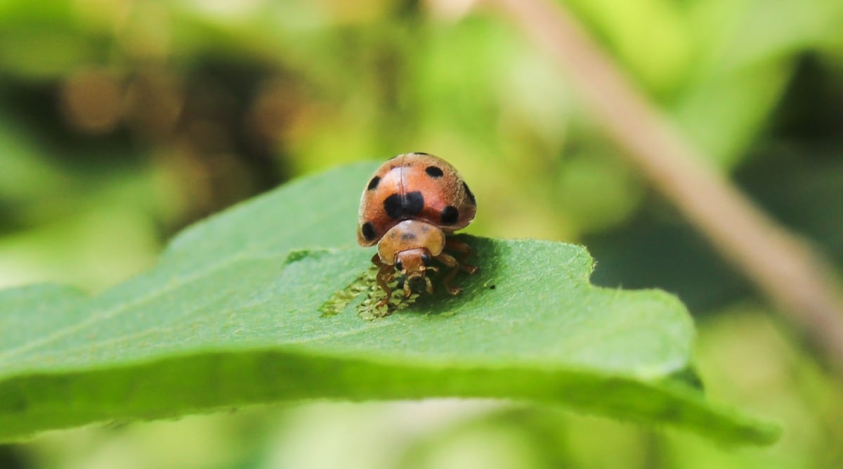 A Mexican Bean Beetle, with its distinct orange and black markings, is seen infesting a lush green leaf. The leaf's surface is finely textured, providing a habitat for the beetle's activity. In the blurred background, a verdant expanse of greenery adds to the natural context.
