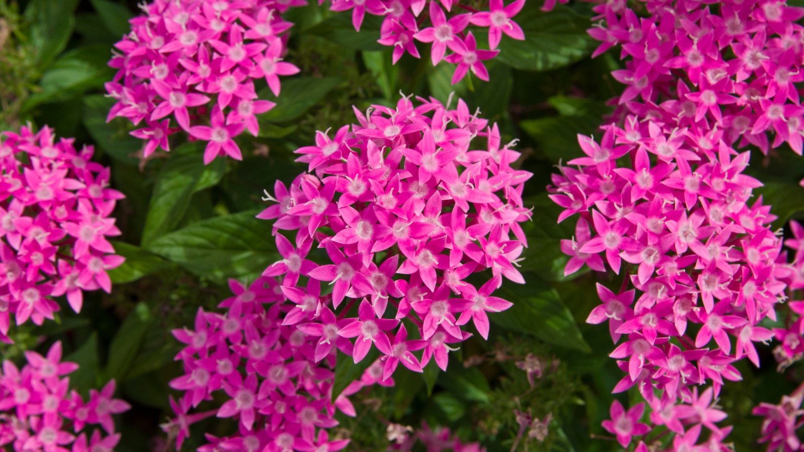 Purple pentas bloom in clustered arrangements, contrasting against lush green foliage in the backdrop, creating a vivid and harmonious botanical display in a garden or natural setting.