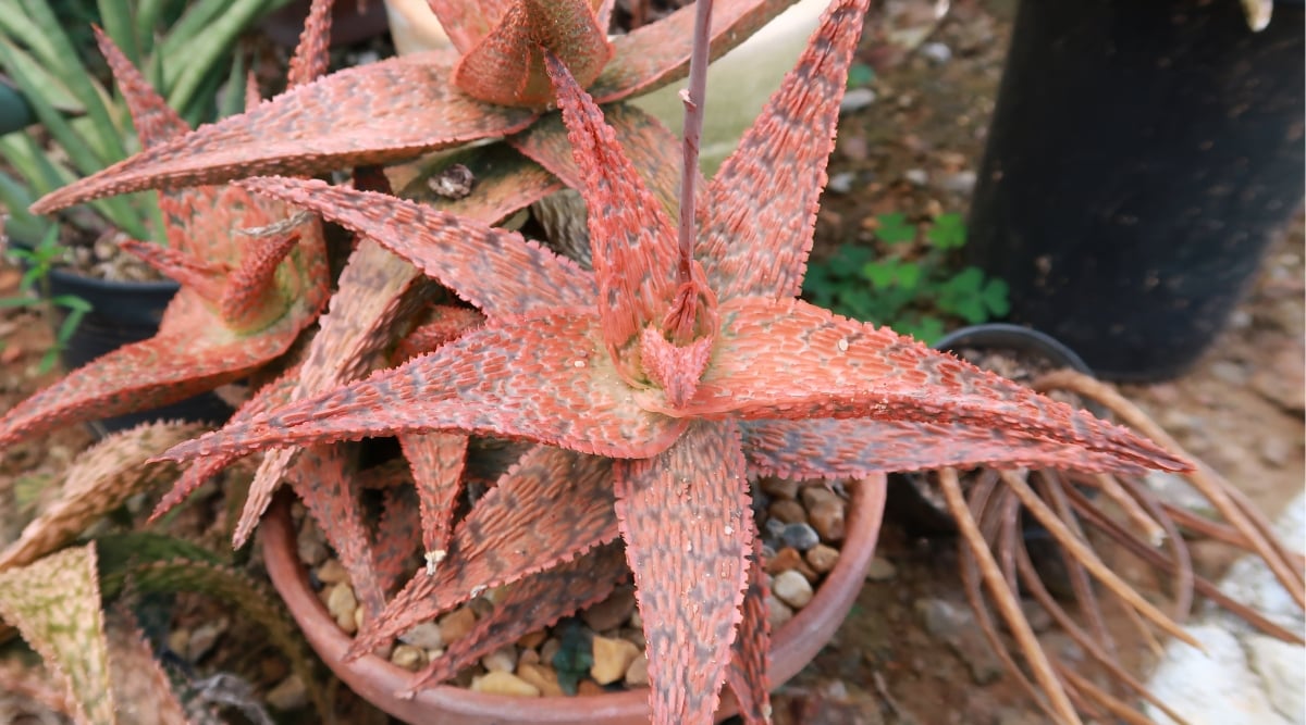 A close-up reveals the distinctive leaves of Aloe 'Purple Haze'—their elongated shape and serrated edges stand out. The leaves boast a fascinating texture, reminiscent of fine ridges, complemented by a vivid pink hue. Nestled in a soil bed speckled with small stones, it flourishes among neighboring potted plants.
