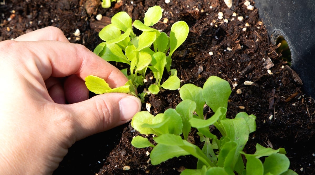 Thinning lettuce leaves in a row with hand. Lettuce sprouts consist of small oblong oval green leaves with slightly serrated edges, collected in rosettes.