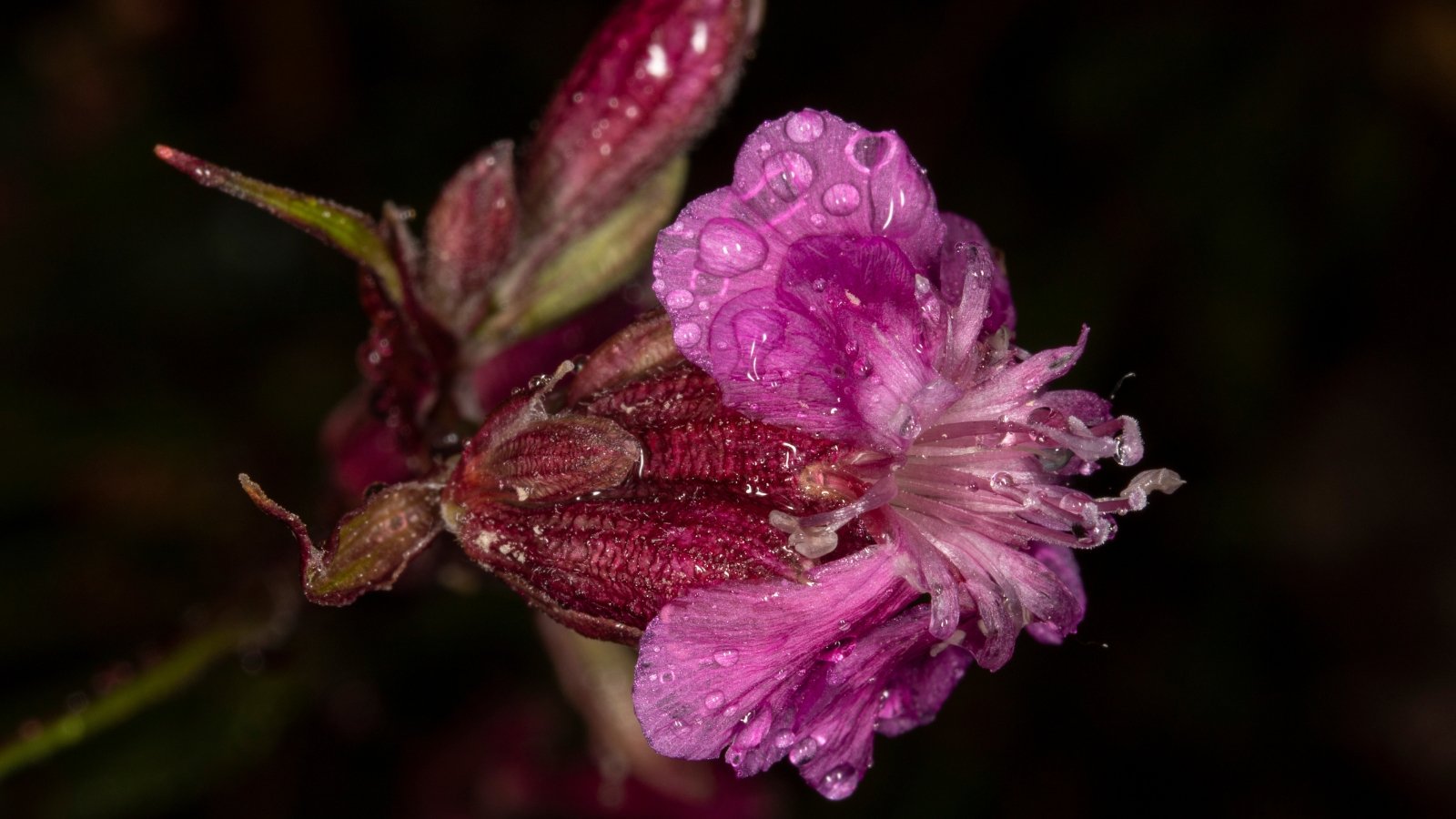 A close-up of a bloom, its delicate petals glistening with dewdrops, capturing the essence of morning freshness and nature's intricate beauty.