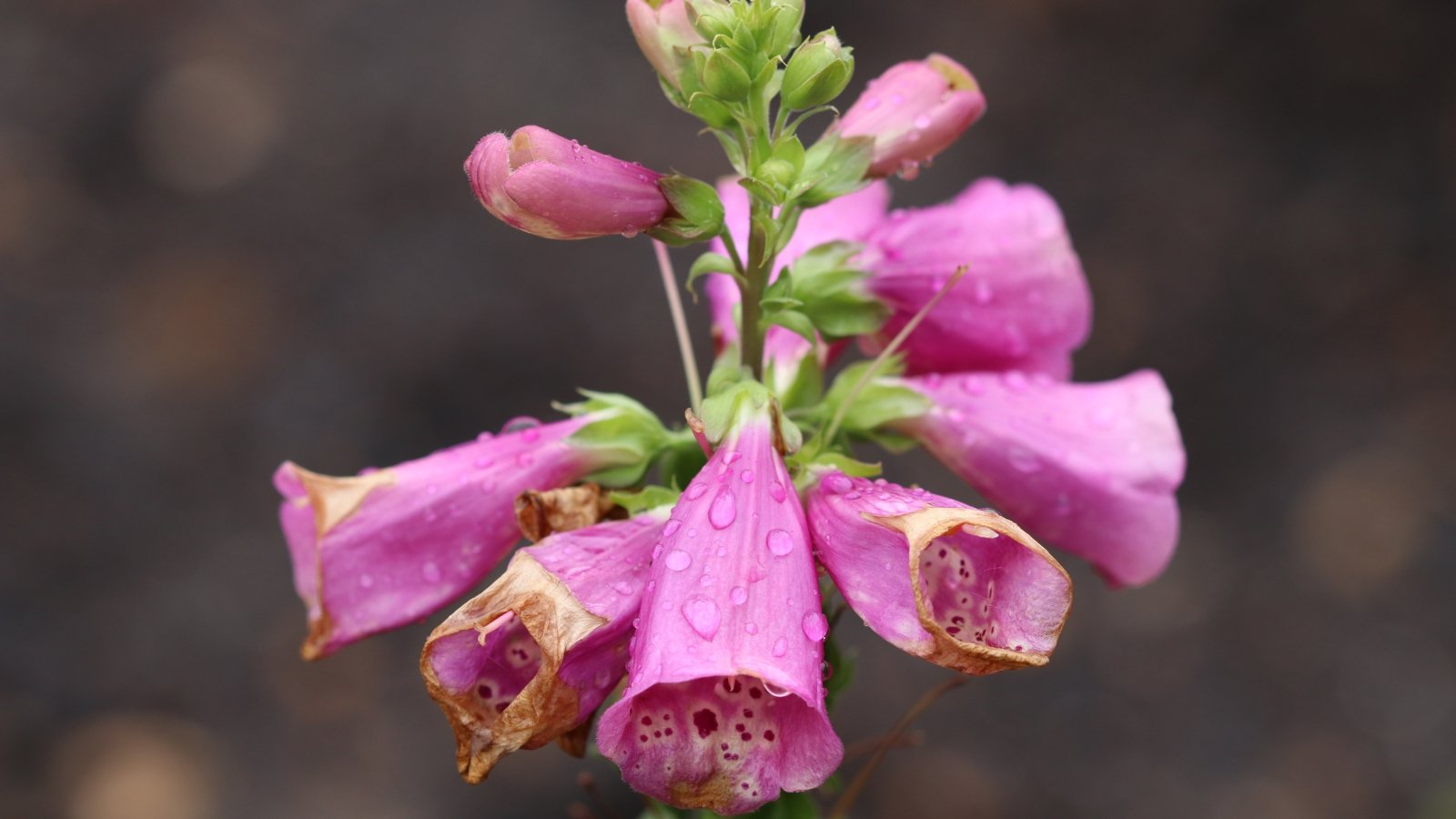 Pink foxglove flowers glisten with raindrop moisture, their petals shimmering under the soft light, each droplet accentuating the delicate contours and subtle hues of the blossoms, creating a captivating scene of natural beauty.