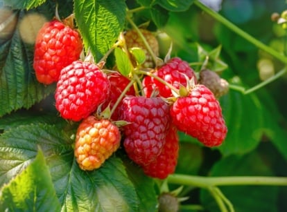 Growing thornless berries. Close-up of ripe 'Eden' Raspberries in the garden. This plant produces profusion of dark red berries. The berries are conical in shape, with a soft and juicy texture. 'Eden' raspberries' foliage consists of compound leaves with serrated edges.