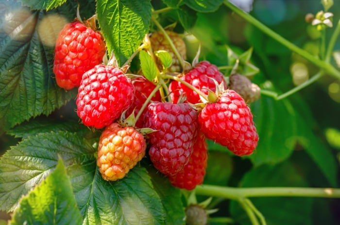 Growing thornless berries. Close-up of ripe 'Eden' Raspberries in the garden. This plant produces profusion of dark red berries. The berries are conical in shape, with a soft and juicy texture. 'Eden' raspberries' foliage consists of compound leaves with serrated edges.