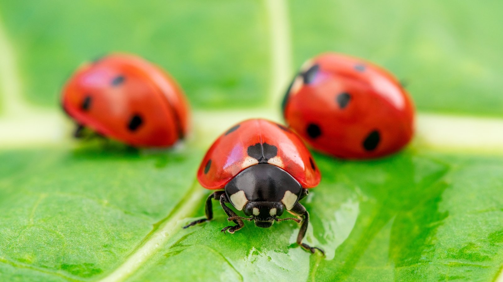 Three vibrant ladybugs, red and black, clustered together on a green leaf, their tiny, delicate bodies contrasting against the verdant backdrop.