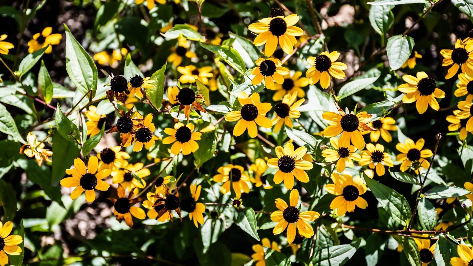 Close-up of blooming three-leaved coneflowers that boast slender stems adorned with three distinct, lance-shaped leaves arranged in whorls, culminating in vibrant yellow daisy-like flowers with prominent, cone-shaped centers illuminated by sunlight.