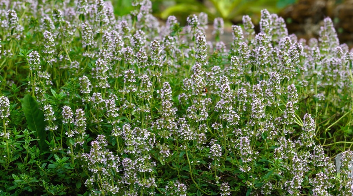 Thyme (Thymus vulgaris) is a small, aromatic, evergreen herb with woody stems and a bushy growth habit. Thyme leaves are tiny, narrow and lanceolate, green-gray in color. The plant produces small, delicate flowers that grow in clusters at the tips of the stems. The flowers are pale lilac.