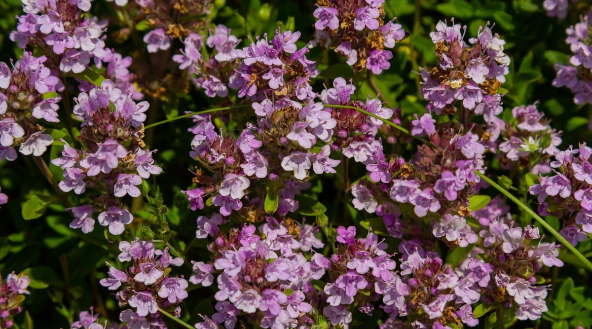 A close-up showcasing delicate lilac flowers, emanating a subtle charm in their intricate bloom. The tiny, lush leaves complement the vibrant blossoms, forming a picturesque carpet of greenery that adds a touch of nature's elegance to any landscape.
