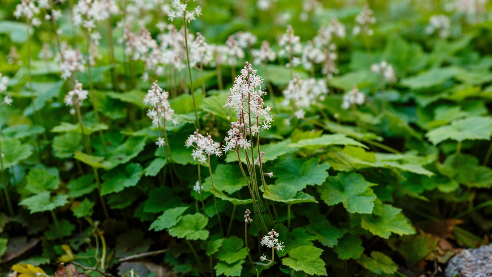With its airy clusters of tiny star-shaped flowers and scalloped, heart-shaped leaves, the plant creates a soft, textured display of lush greenery and elegant blooms.