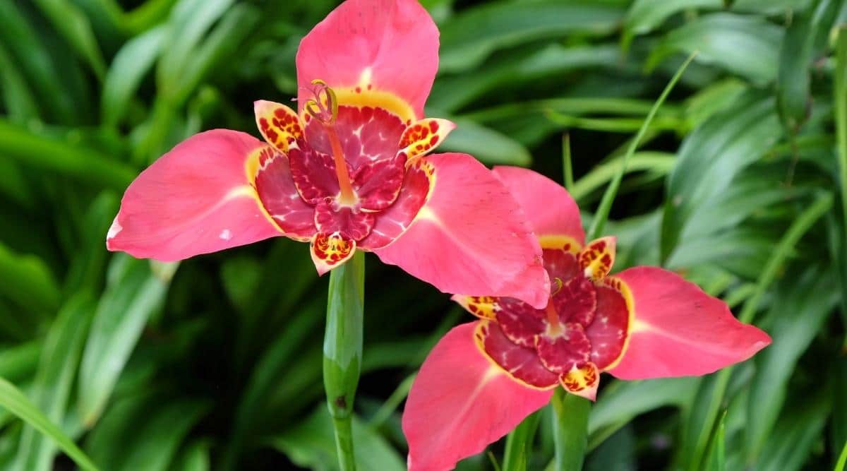 Tiger Flower