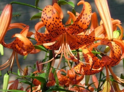 Tiger lily flowers