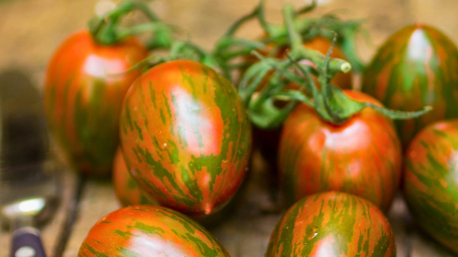 A close-up of Artisan Tiger Stripes tomatoes showcases their orange hue adorned with striking green stripes, while their glossy surface catches and reflects the surrounding light beautifully.