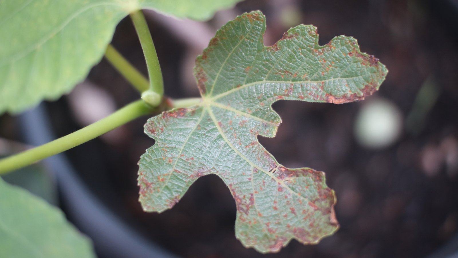 A close-up of a fig leaf reveals its intricate lobed edges, gracefully textured and defined. Specks of rust add a weathered charm, hinting at the passage of time and the leaf's journey through seasons.