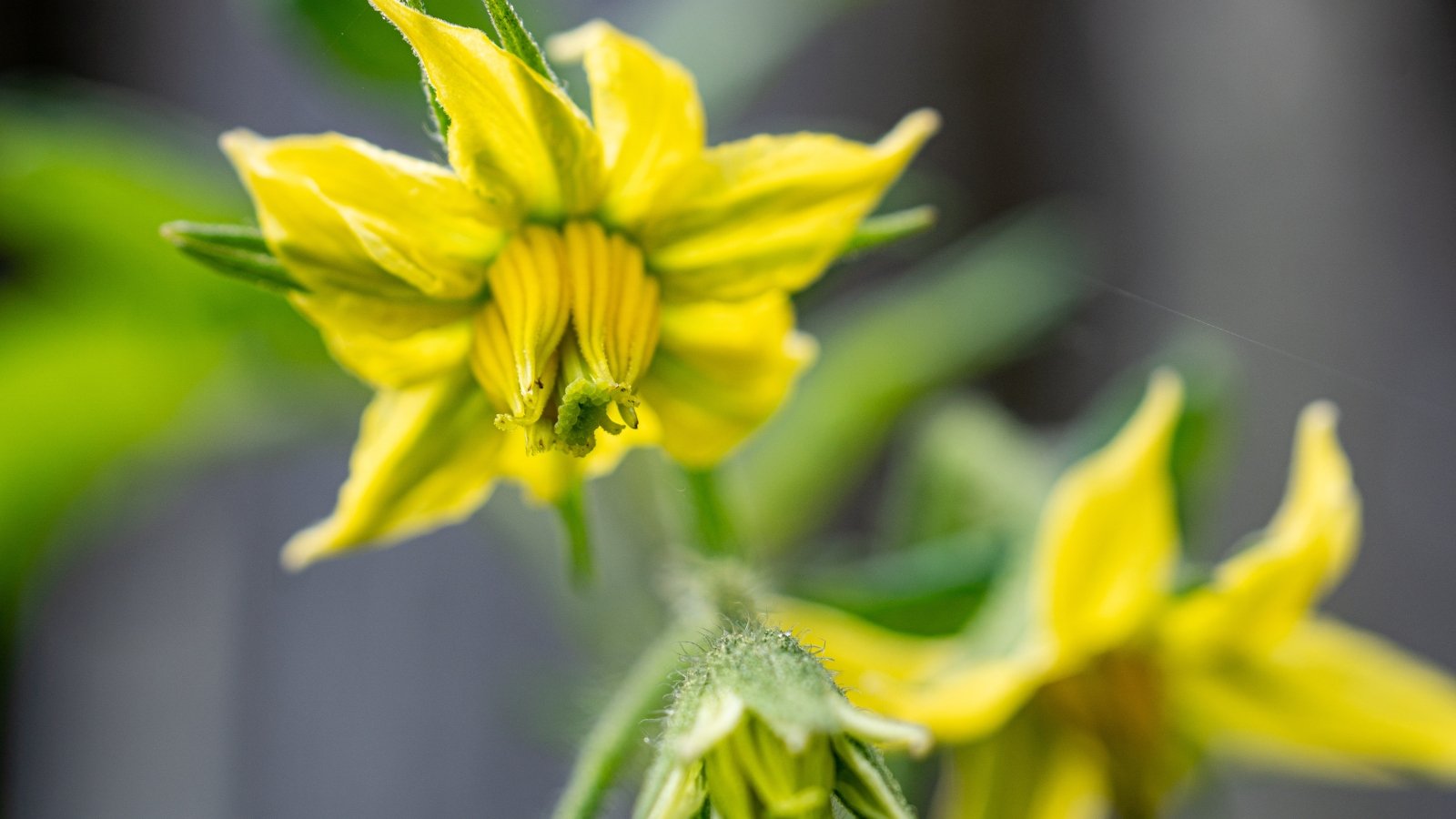 A close-up of the tomato flower reveals a small, star-shaped bloom with five bright yellow petals encircling a cluster of yellow anthers and a central green pistil, set against a backdrop of delicate, fuzzy green sepals.