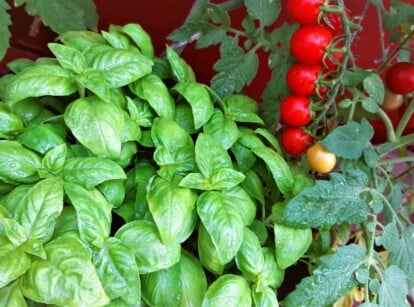 tomatoes and basil