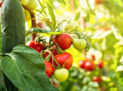 tomatoes and cucumbers