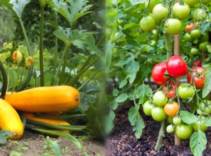 tomatoes and squash