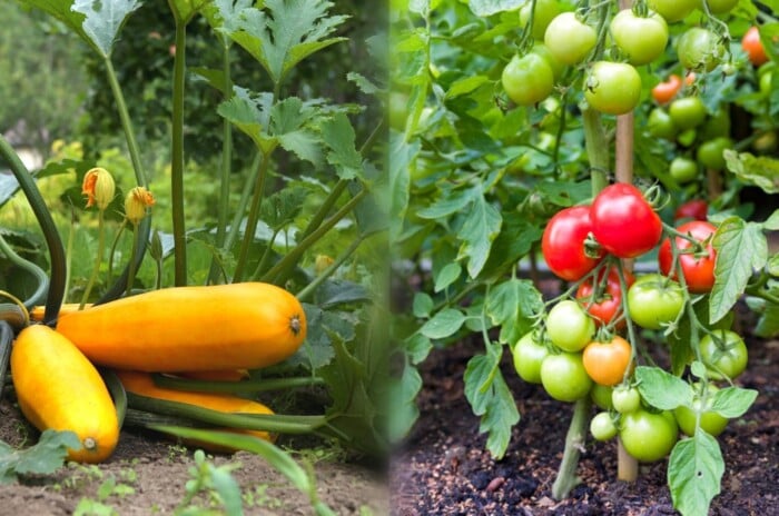 tomatoes and squash