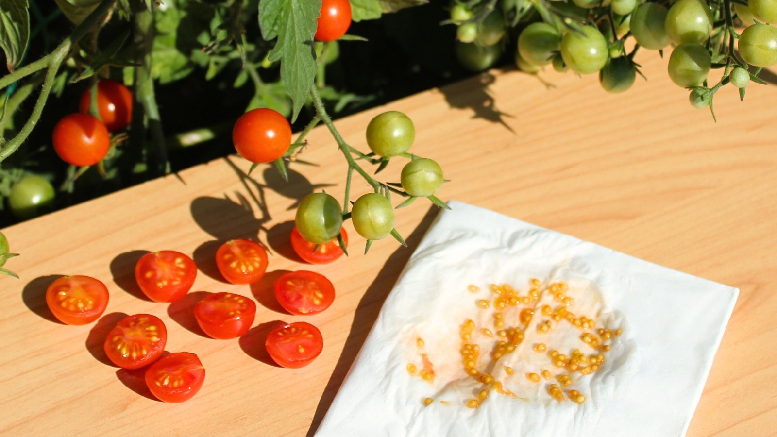 Close-up of tomato bushes with ripe and unripe tomatoes next to a wooden table, where bright red cherry tomatoes have been cut and tomato seeds are collected on a white napkin.