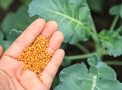 too much fertilizer. Close-up of a gardener's hand with granular fertilizer over a growing cabbage plant in the garden. A young cabbage plant consists of a compact rosette of large, broad, and lobed leaves that emerge from a central stem close to the ground. The leaves are blue-green in color with a waxy texture and slightly jagged edges. Granular fertilizers come in the form of many small, round, orange granules.