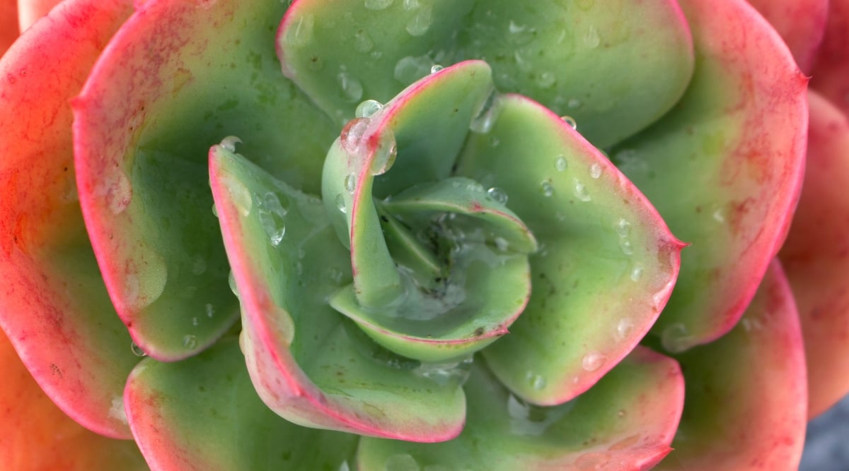 A close-up of Echeveria ‘Blue Sky’, showcasing its powdery blue-green leaves in rosette form. The succulent's thick, fleshy leaves feature subtle hints of pink along their edges, giving a delicate touch to its appearance. Water droplets rest on the leaves, hinting at the plant's recent watering.
