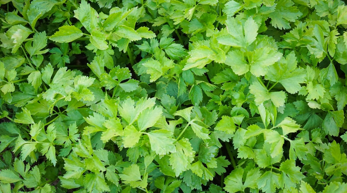 A lush sea of verdant celeries stretching towards the horizon. Each leaf boasts a crisp texture, adorned with intricate patterns of pale veins, creating a mesmerizing play of light and shadow across the surface.
