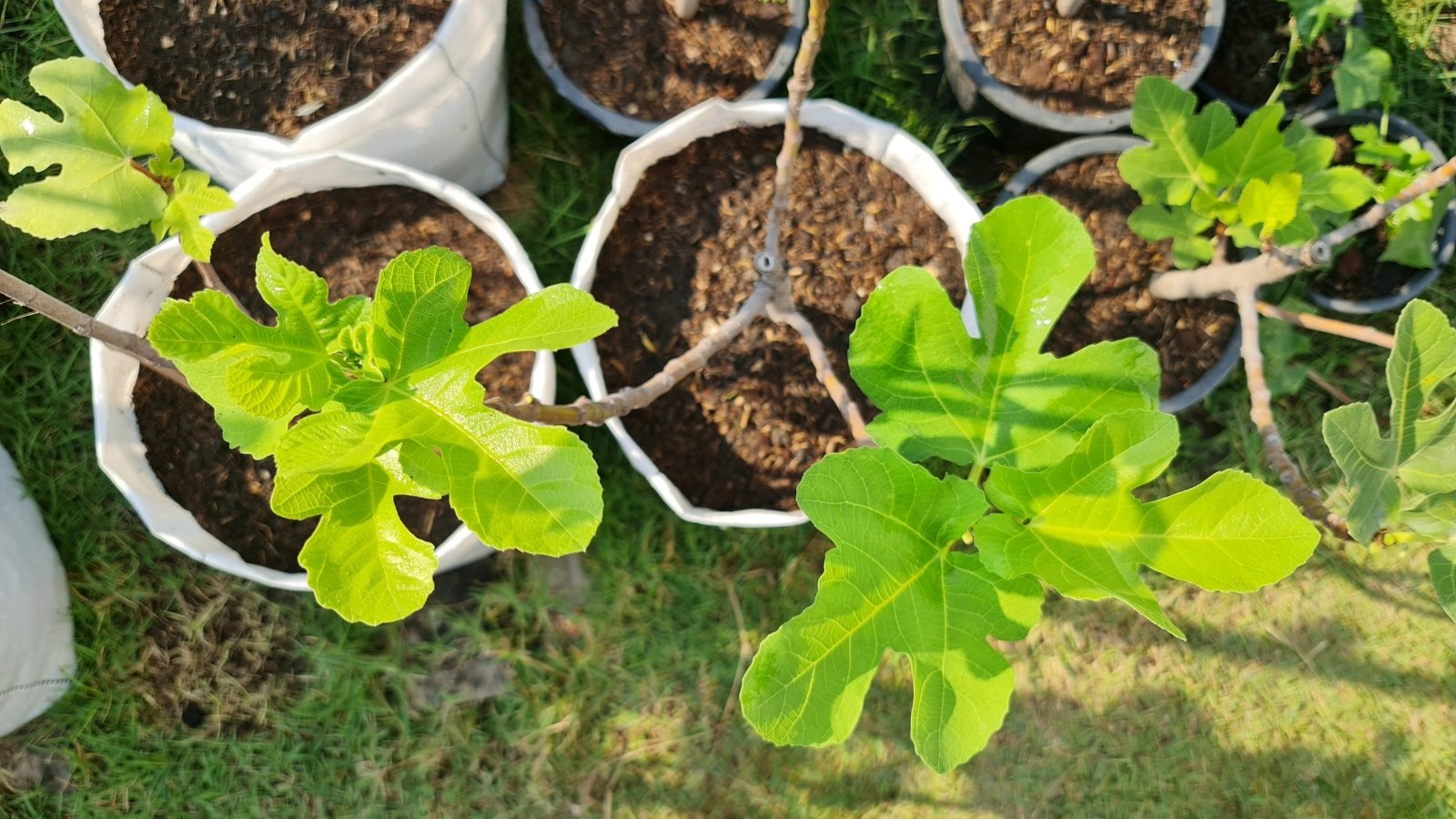 An array of white pots cradling vibrant fig trees, their verdant leaves extending gracefully. Sunlight bathes the intricate lobes, casting a gentle glow on the foliage, creating a serene ambiance within the space.