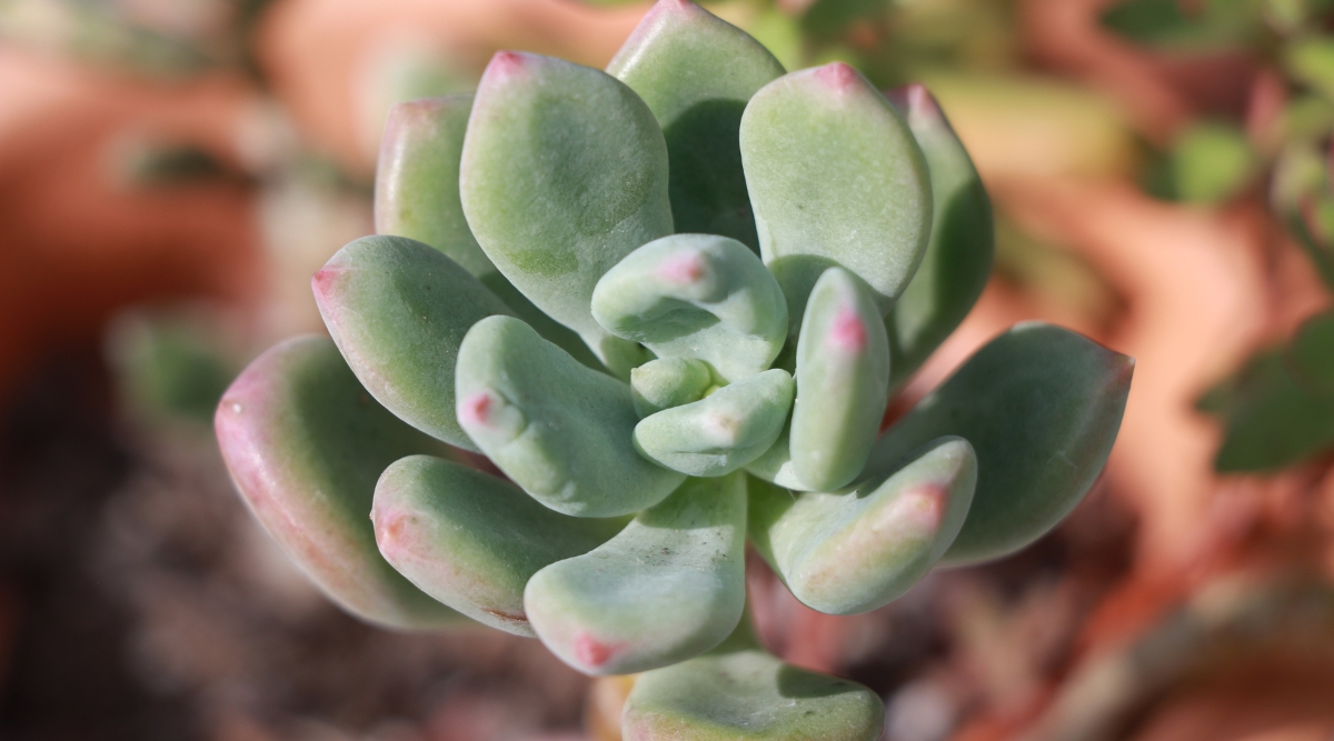 A close-up reveals the intricate details of Pachyveria ‘Bea’. The fleshy, succulent leaves form a rosette pattern, showcasing hues of green and hints of pink along their edges. Set against a blurred background, the plant emerges from the brown soil, emphasizing its natural habitat.
