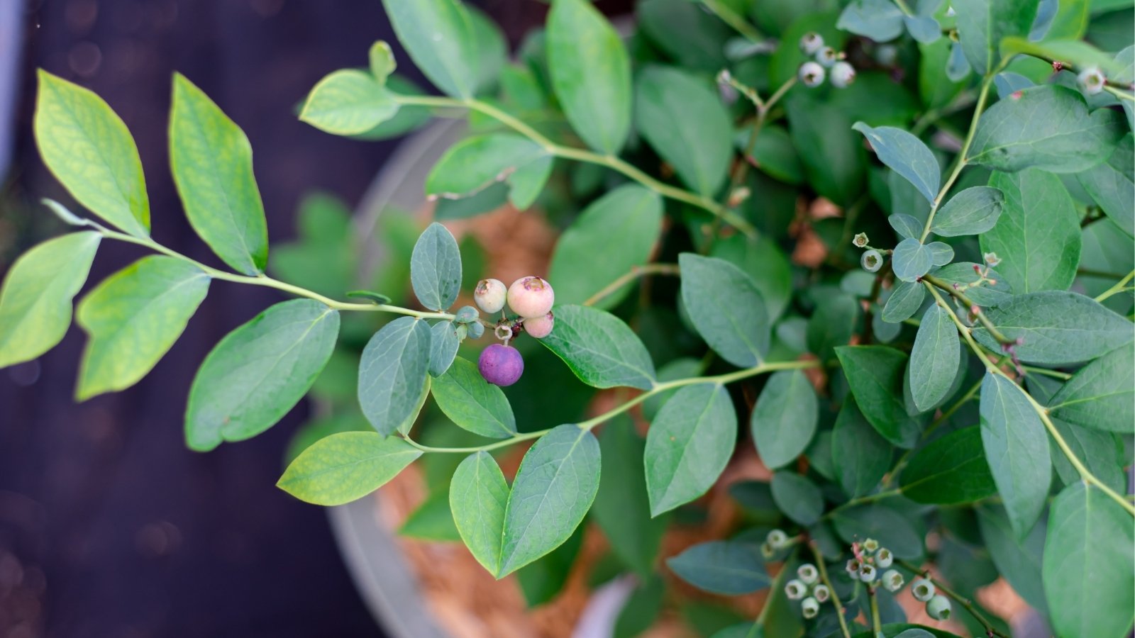 Within a container, a blueberry bush thrives, adorned with clusters of purple and green berries. Their hues interplay, a visual symphony of ripeness and potential. Delicate branches intertwine, a network of strength supporting nature's bounty, while the leaves, verdant and vibrant, whisper of vitality and life.