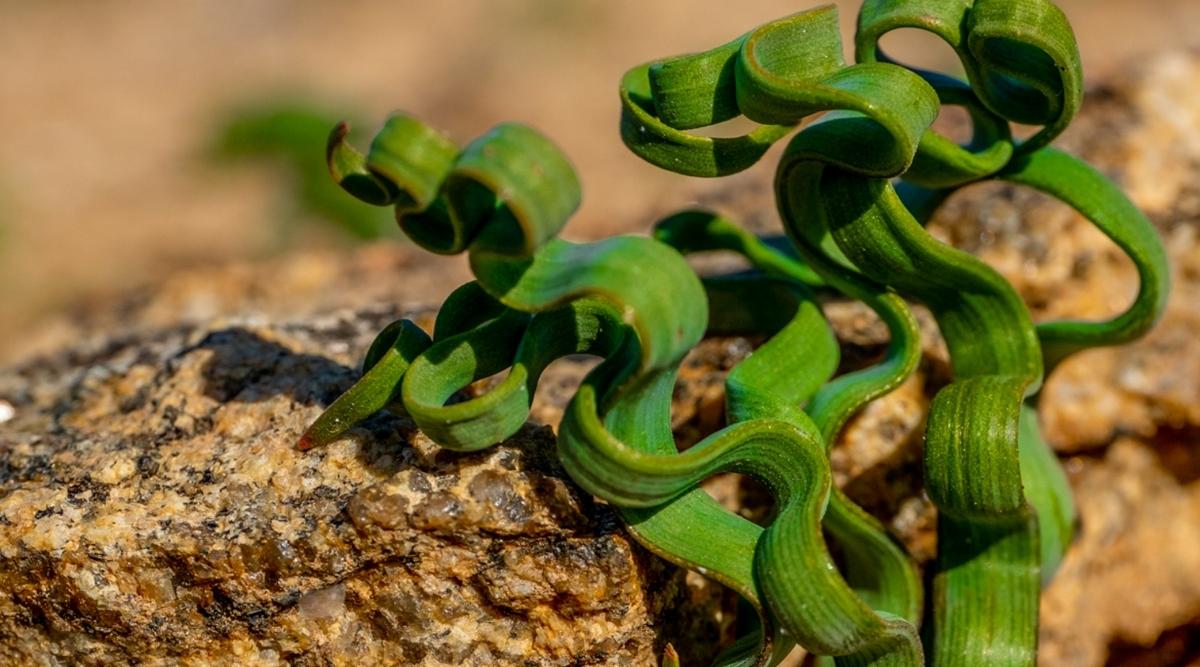 Ribbon Plant in Sunshine