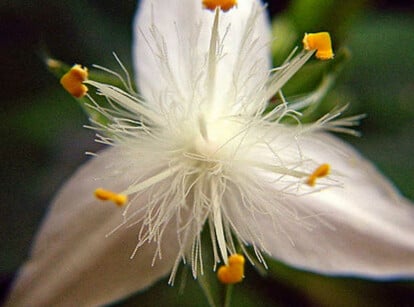 Tradescantia fluminensis-