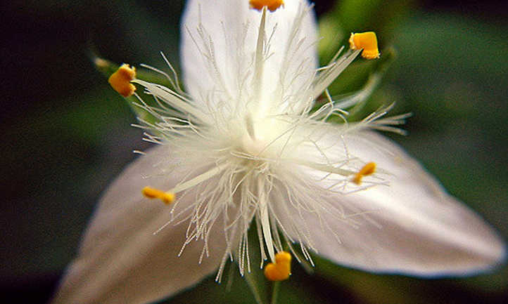 Tradescantia fluminensis-