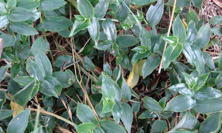 Tradescantia fluminensis with mulch