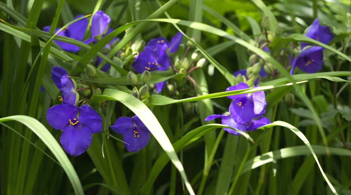 Tradescantia ohiensis, commonly known as Ohio spiderwort or bluejacket, is a perennial wildflower native to North America. The plant has upright growth. It has long narrow leaves of a linear or lanceolate shape, resembling grass, green. Tradescantia ohiensis produces clusters of three-petalled flowers on thin stems. The flowers are a rich purple color.