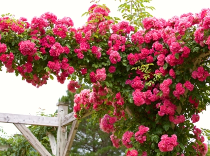 train climbing rose. Close-up of profusely blooming climbing roses on tall vertical wooden posts forming a pergola in a garden. These roses enchant with their graceful and vigorous growth. Their slender stems are adorned with glossy green foliage, with finely serrated edges. The plant produces clusters of bright pink, double flowers cascading gracefully along the length of the stems